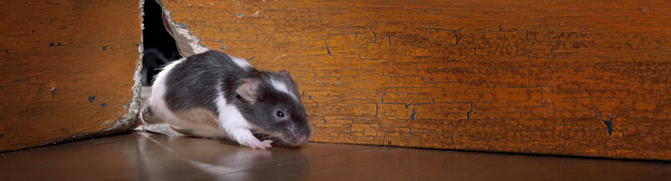 Rats, Mice and Rodent Services - Aard Pest Control