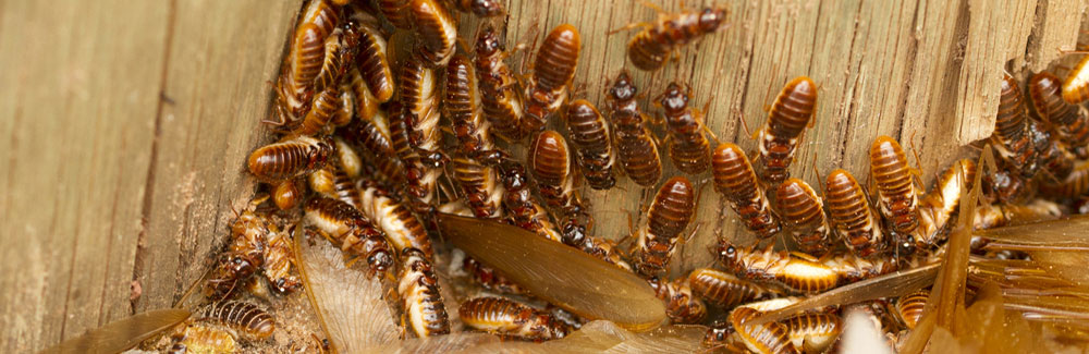 Termite Services - Aard Pest Control